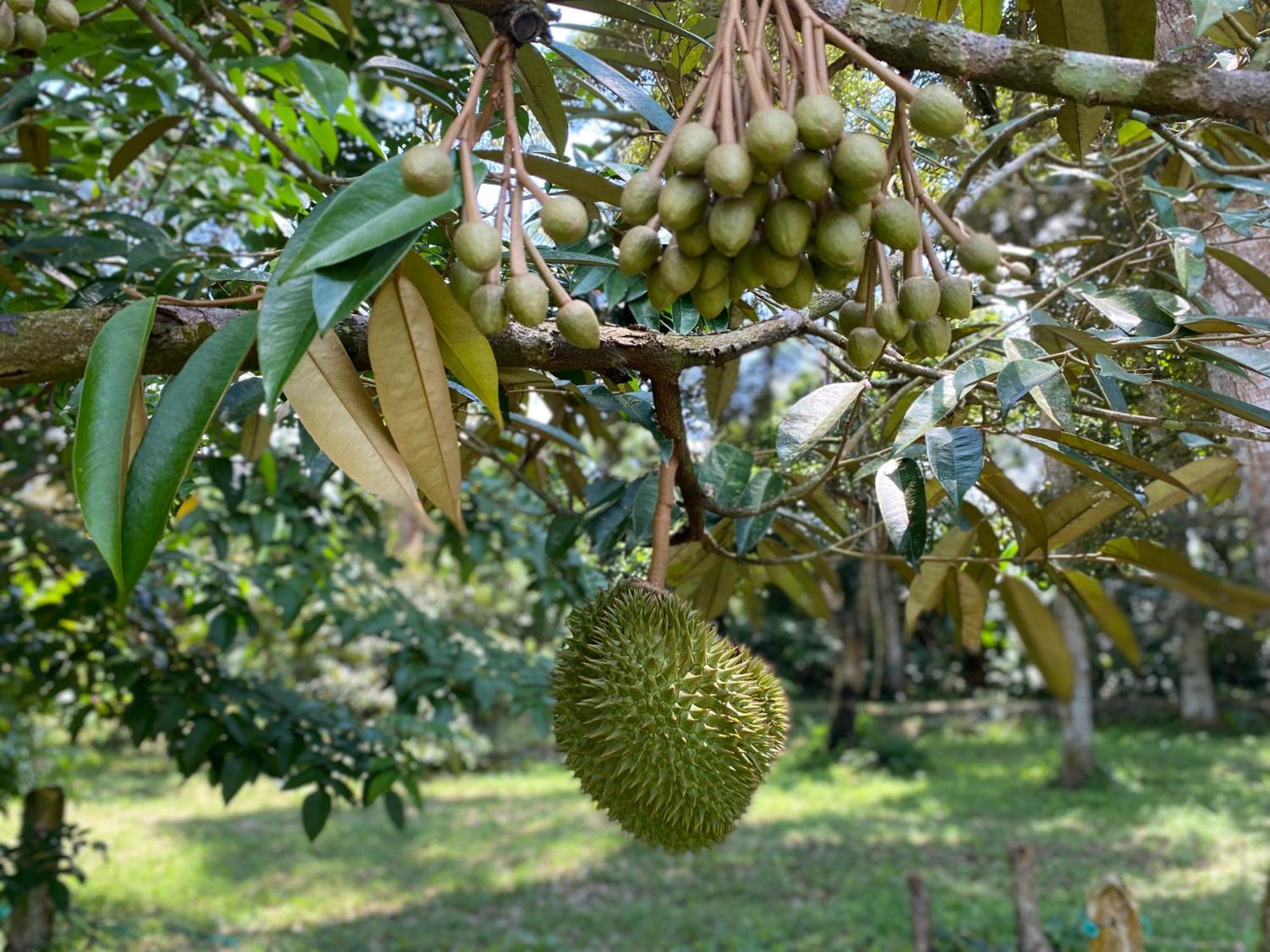 Kebun Puisi Villa Kajang Exteriör bild